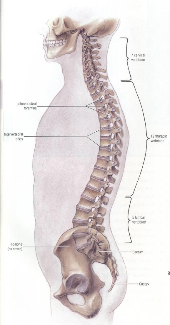 The spine