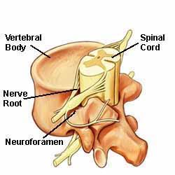 Vertebral body